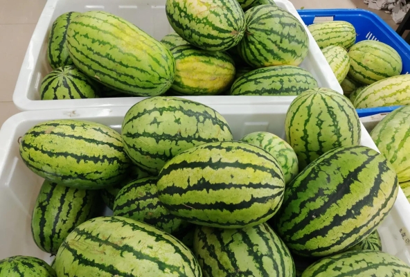 赤峰賣(mài)西瓜的電話是多少號(hào)-第1張圖片