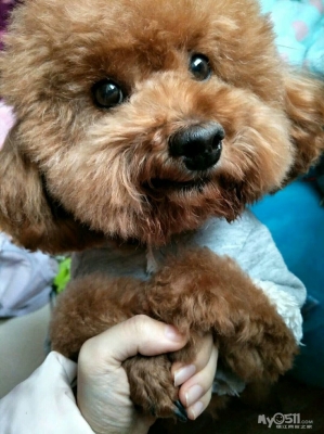 赤峰市狗狗認(rèn)領(lǐng)電話查詢號(hào)碼-第1張圖片