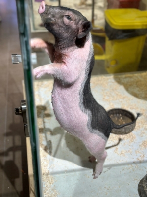 赤峰異寵體驗館電話地址查詢-第1張圖片