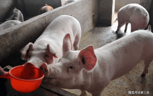 赤峰生豬屠宰場(chǎng)地址電話號(hào)碼-第1張圖片