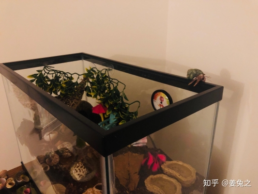 赤峰賣飼養(yǎng)寄居蟹電話號碼-第1張圖片