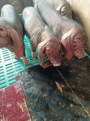 赤峰豬崽子出售電話號(hào)碼是多少-第1張圖片