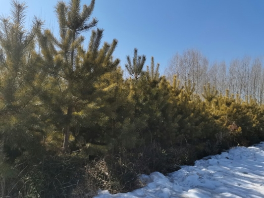 赤峰收購松樹苗電話號(hào)碼是多少-第1張圖片