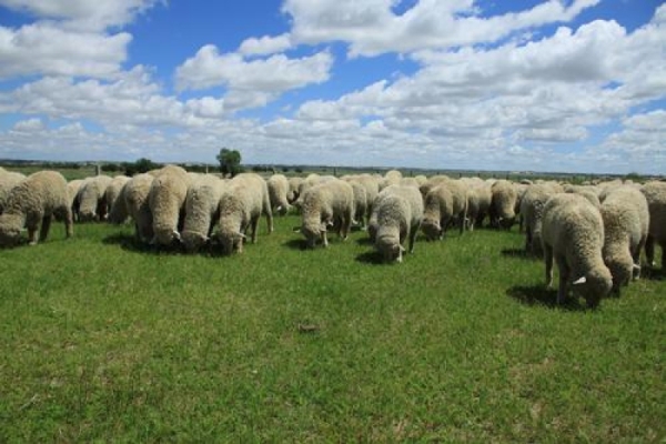 赤峰附近賣羊的視頻電話號(hào)碼-第1張圖片