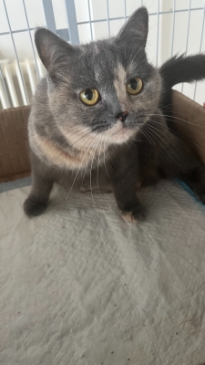 赤峰本地貓舍地址電話號碼-第1張圖片