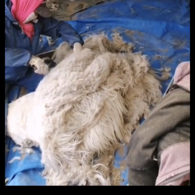 赤峰山羊屠宰場(chǎng)地址電話號(hào)碼-第1張圖片