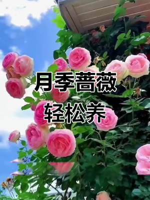 赤峰爬藤月季基地電話號(hào)碼-第1張圖片