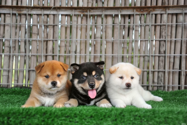 赤峰五蘊(yùn)寵物診所電話號(hào)碼-第1張圖片