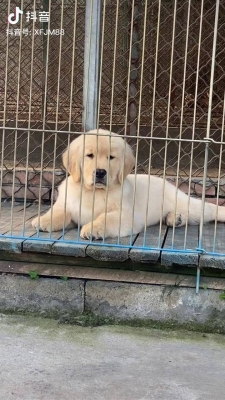 赤峰金毛俱樂部電話號(hào)碼多少-第1張圖片