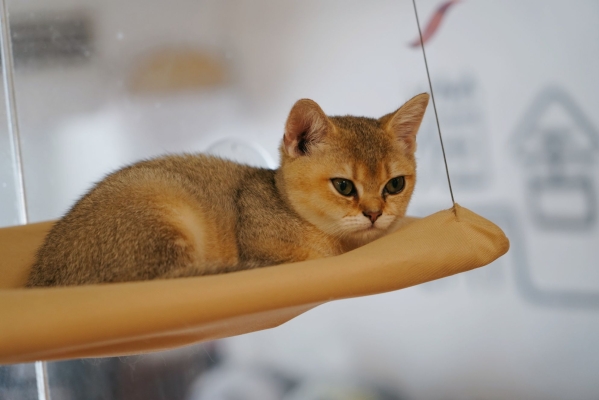 赤峰維多利貓飯店電話地址查詢-第1張圖片