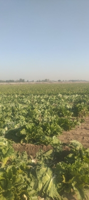 赤峰附近挖菜機出租電話號碼-第1張圖片