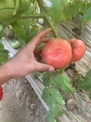 赤峰收柿子電話號碼多少號-第1張圖片