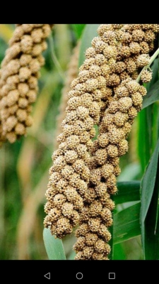 赤峰驢蹄批發(fā)電話地址查詢(xún)-第1張圖片