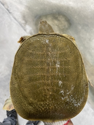 赤峰賣活甲魚的電話號碼-第1張圖片