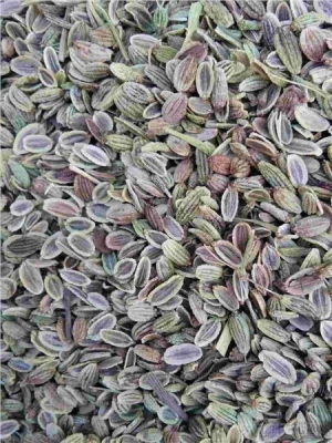 內(nèi)蒙赤峰藥材種子購(gòu)銷(xiāo)電話(huà)號(hào)碼-第1張圖片