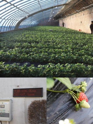 赤峰玉米采摘園電話號碼查詢-第1張圖片