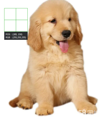 赤峰狗狗代買電話號碼多少-第1張圖片