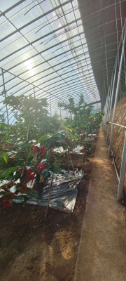 赤峰櫻桃商家電話號(hào)碼查詢-第1張圖片