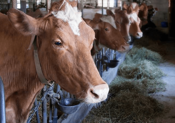 赤峰牛販子聯(lián)系方式電話號碼-第1張圖片