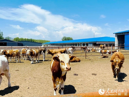 赤峰林西玩偶店電話地址查詢-第1張圖片