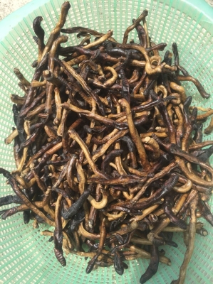 收購蚯蚓電話-第1張圖片