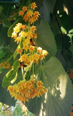 赤峰市松山區(qū)富龍熱力電話-第1張圖片