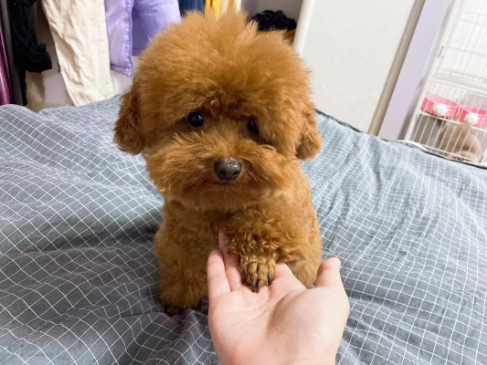 赤峰柒月寵物醫(yī)院電話號(hào)碼-第1張圖片