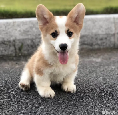 赤峰寵物行業(yè)加盟電話號碼多少-第1張圖片