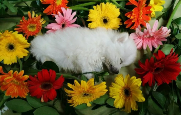 赤峰寵物火化服務(wù)公司電話(huà)號(hào)碼-第1張圖片