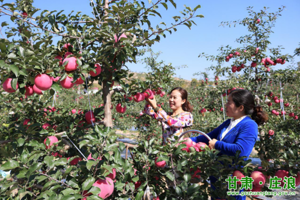 赤峰蘋果采摘廠電話號碼查詢-第1張圖片