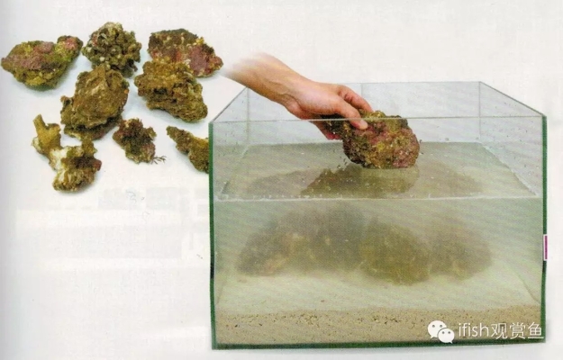 赤峰海水觀賞魚網(wǎng)店電話號碼-第1張圖片