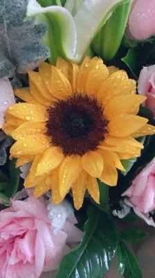 赤峰靜涵鮮花批發(fā)電話號碼-第1張圖片