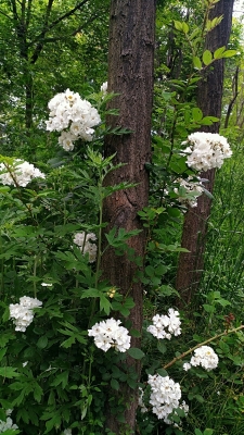 赤峰薔薇工作室招聘電話號碼-第1張圖片