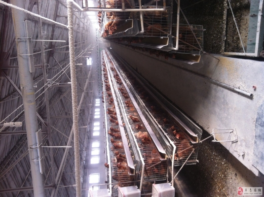 赤峰批發(fā)雞蛋電話多少號碼-第1張圖片