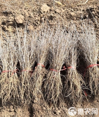 赤峰沙棘工廠電話多少啊-第1張圖片