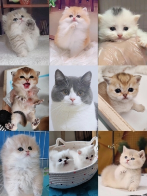 赤峰同城送貓電話號碼查詢-第1張圖片