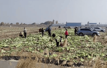 赤峰白菜收購商電話號碼查詢-第1張圖片