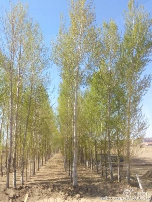 赤峰買賣楊樹介紹人電話號碼-第1張圖片