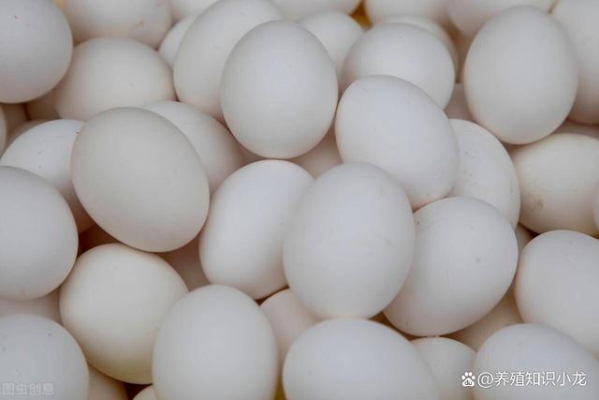 赤峰市回收淘汰雞電話是多少-第1張圖片