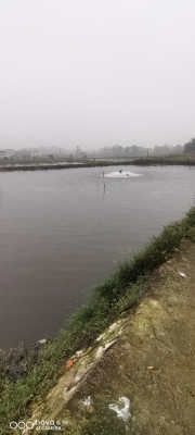 赤峰觀賞魚苗批發(fā)電話號(hào)碼-第1張圖片