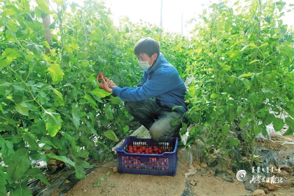 赤峰秧苗出售信息電話是多少號-第1張圖片