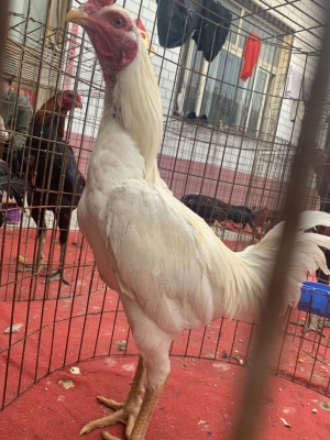 赤峰禽類養(yǎng)殖場電話號碼查詢-第1張圖片