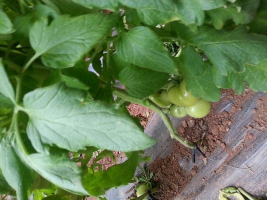 赤峰寧城綠植店電話號(hào)碼-第1張圖片