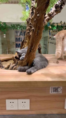 赤峰喵喵貓舍電話地址查詢-第1張圖片