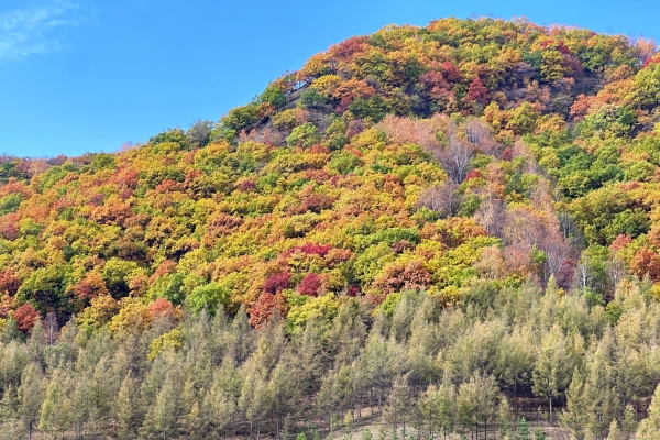赤峰狗狗美容師招聘電話號(hào)碼-第1張圖片