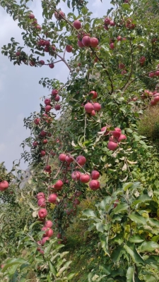 赤峰寧城紋身店電話(huà)號(hào)碼多少-第1張圖片