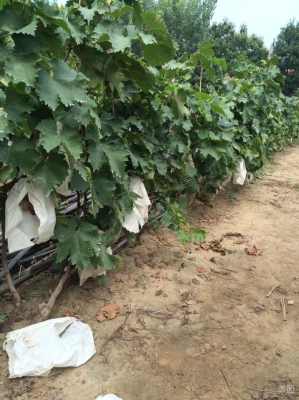 赤峰葡萄園采摘園電話號碼-第1張圖片