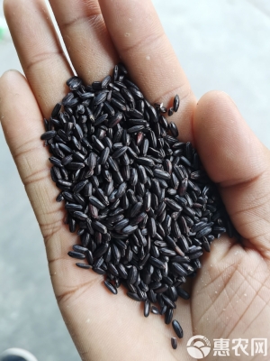 赤峰黑香米廠家電話號碼-第1張圖片