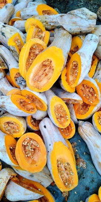 赤峰南瓜加工廠收購電話號碼-第1張圖片