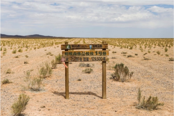 赤峰回收樟子松樹苗電話號碼-第1張圖片